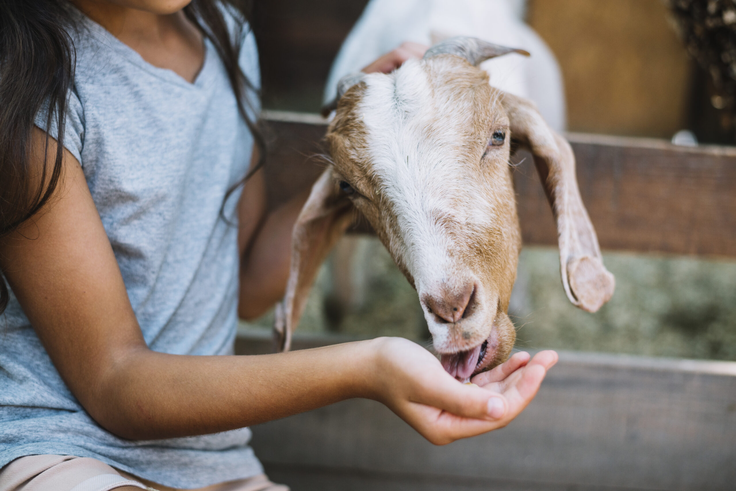 close-up-goat-eating-food-from-girl-s-hand